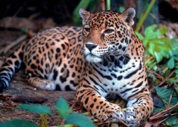 El yaguareté está críticamente amenazado de extinción en Argentina