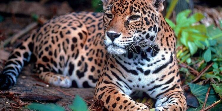 El yaguareté está críticamente amenazado de extinción en Argentina