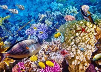 arrecifes de coral en peligro