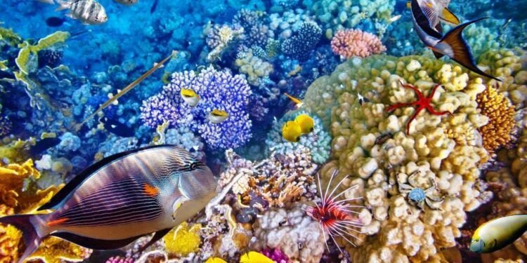 arrecifes de coral en peligro