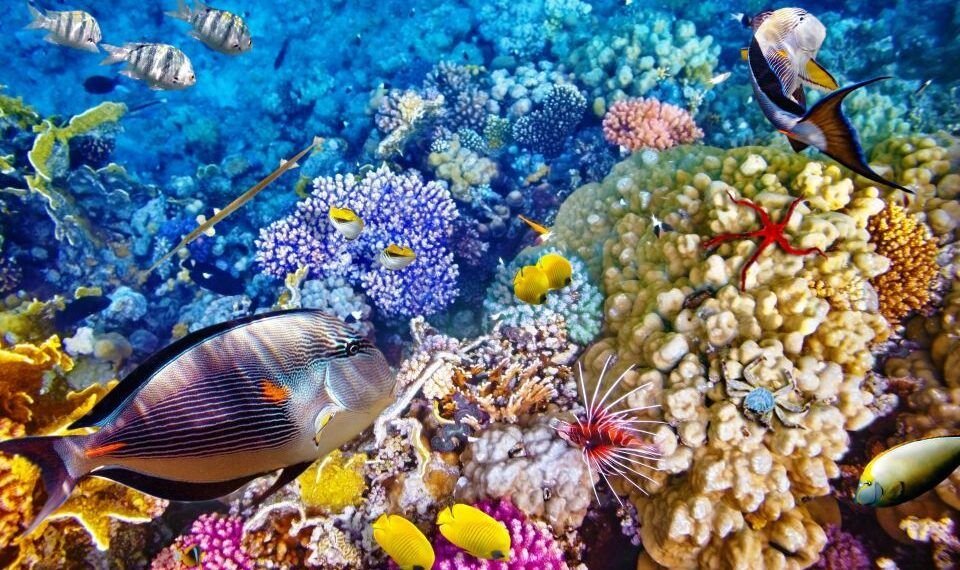 arrecifes de coral en peligro