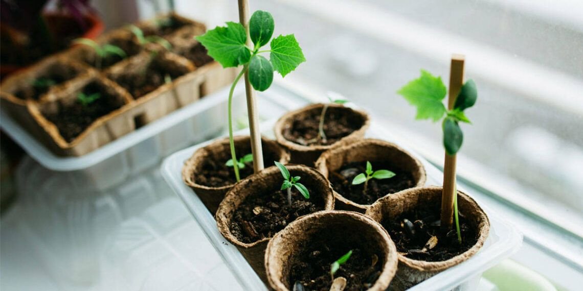cultivar brotes en casa