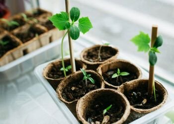 cultivar brotes en casa