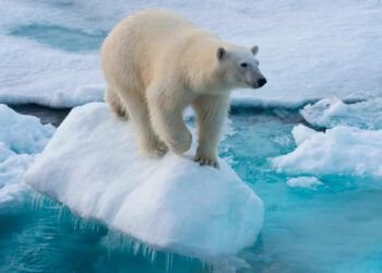osos_polares_drama_cambio_climatico