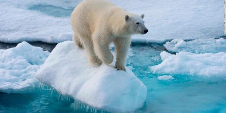 osos_polares_drama_cambio_climatico