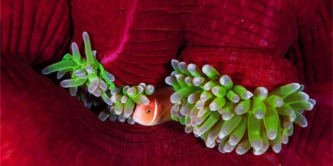 Las anémonas, esas grandes desconocidas