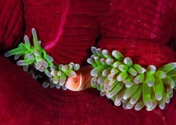 Las anémonas, esas grandes desconocidas