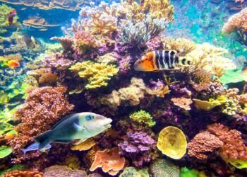 Prohibidos protectores solares