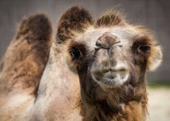 camello y dromedario