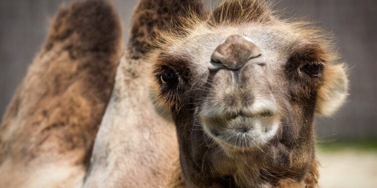 camello y dromedario