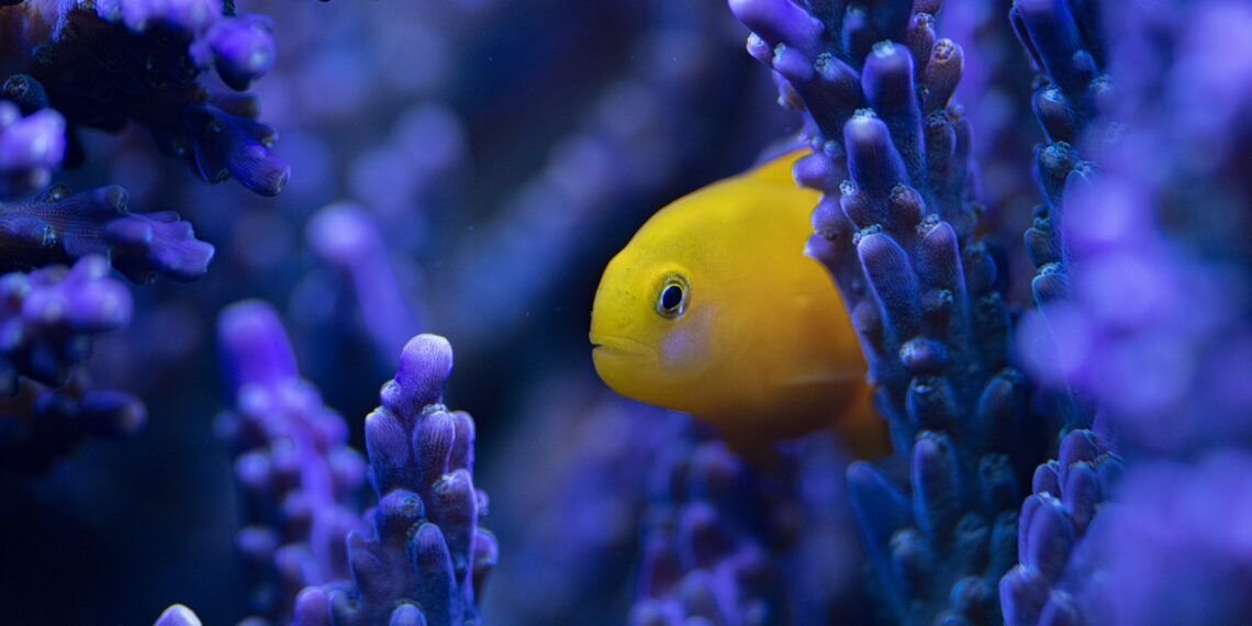 corales y calentamiento global