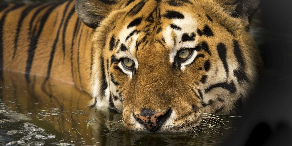 tigre