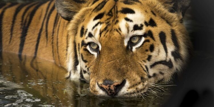tigre