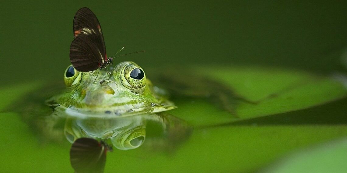 pacto verde_medioambiente