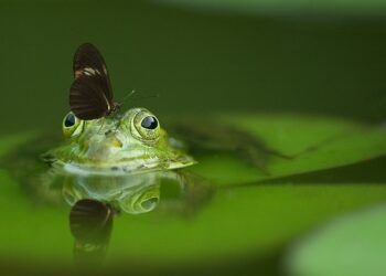 pacto verde_medioambiente