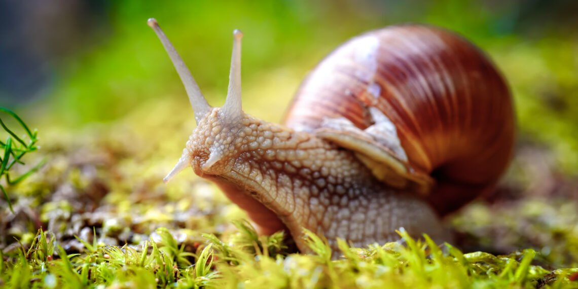que comen los caracoles