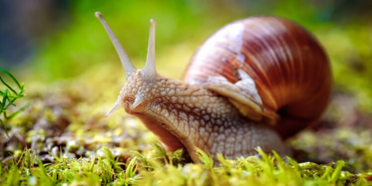 que comen los caracoles
