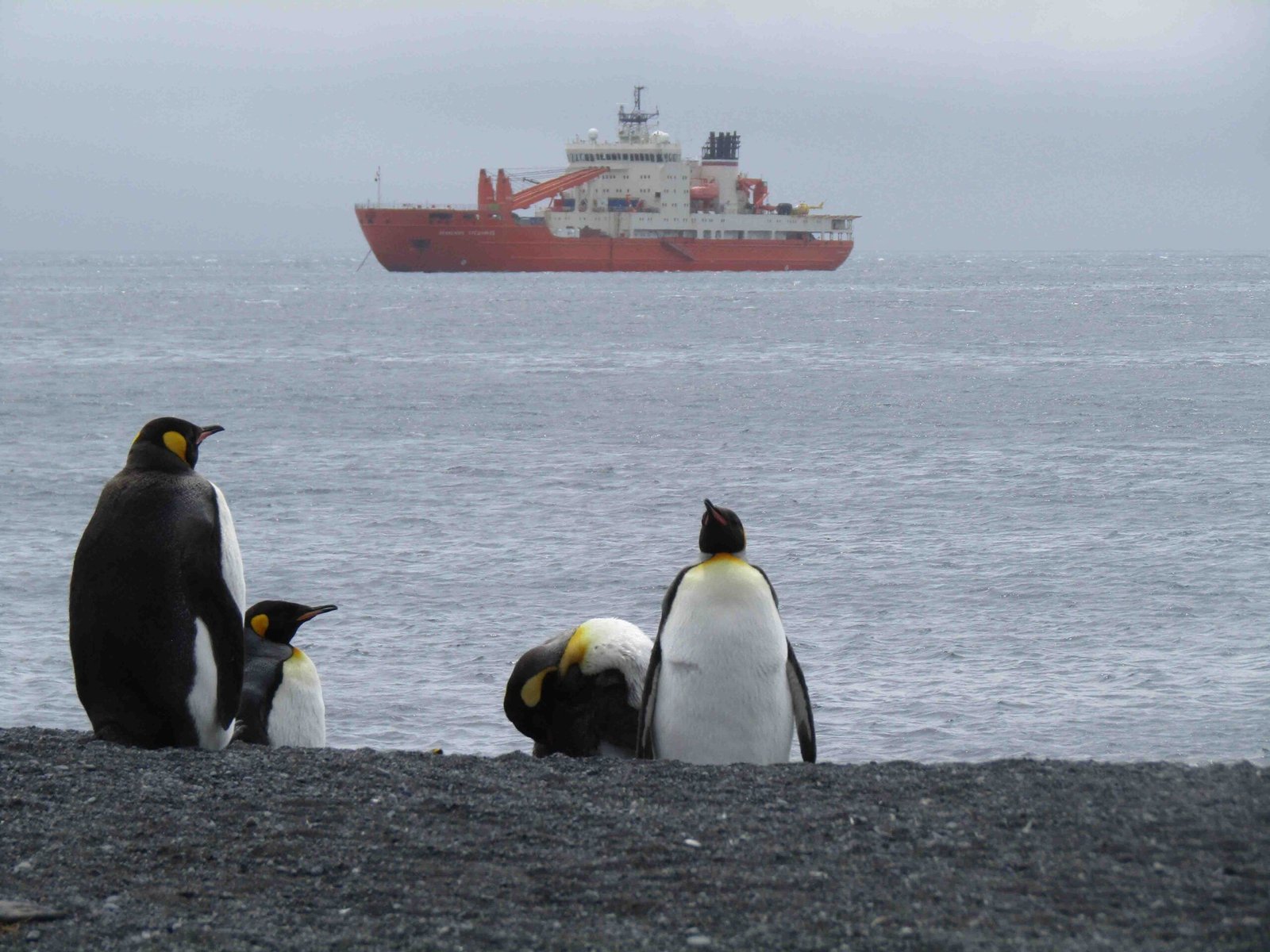 medioambiente pinguinos