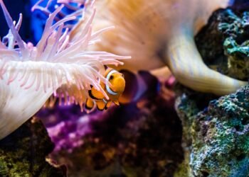 Tailandia prohibe el uso de cremas solares