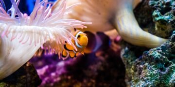 Tailandia prohibe el uso de cremas solares