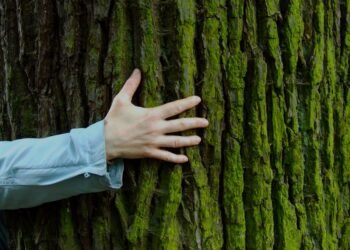 abrazar un arbol beneficios