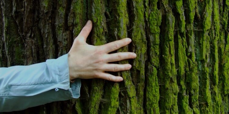 abrazar un arbol beneficios