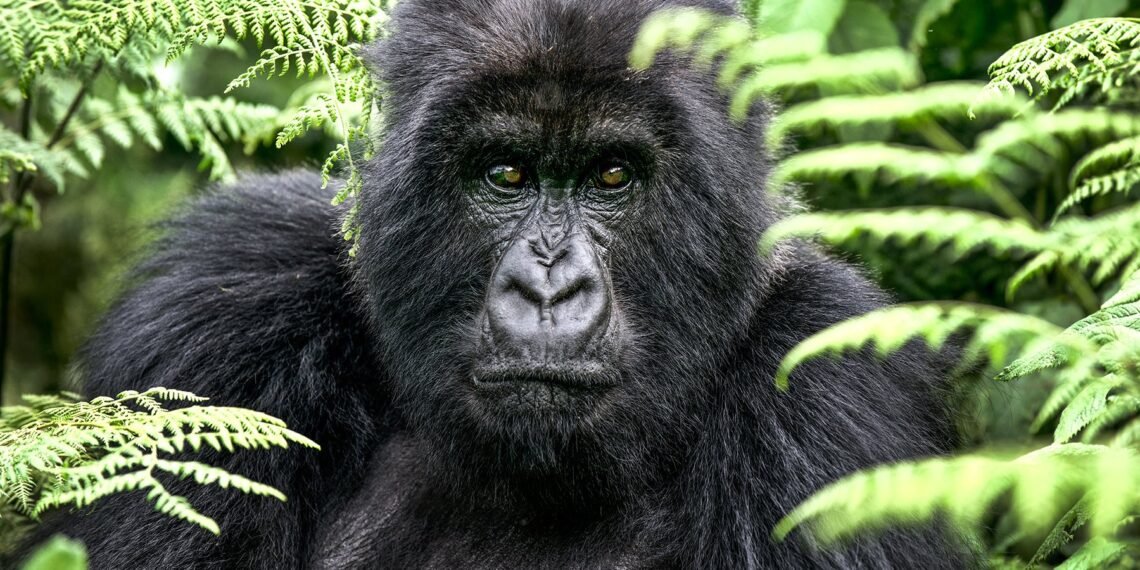 gorila de montaña