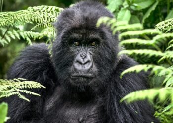 gorila de montaña