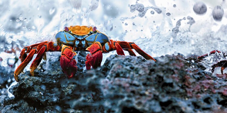 cangrejo Azul