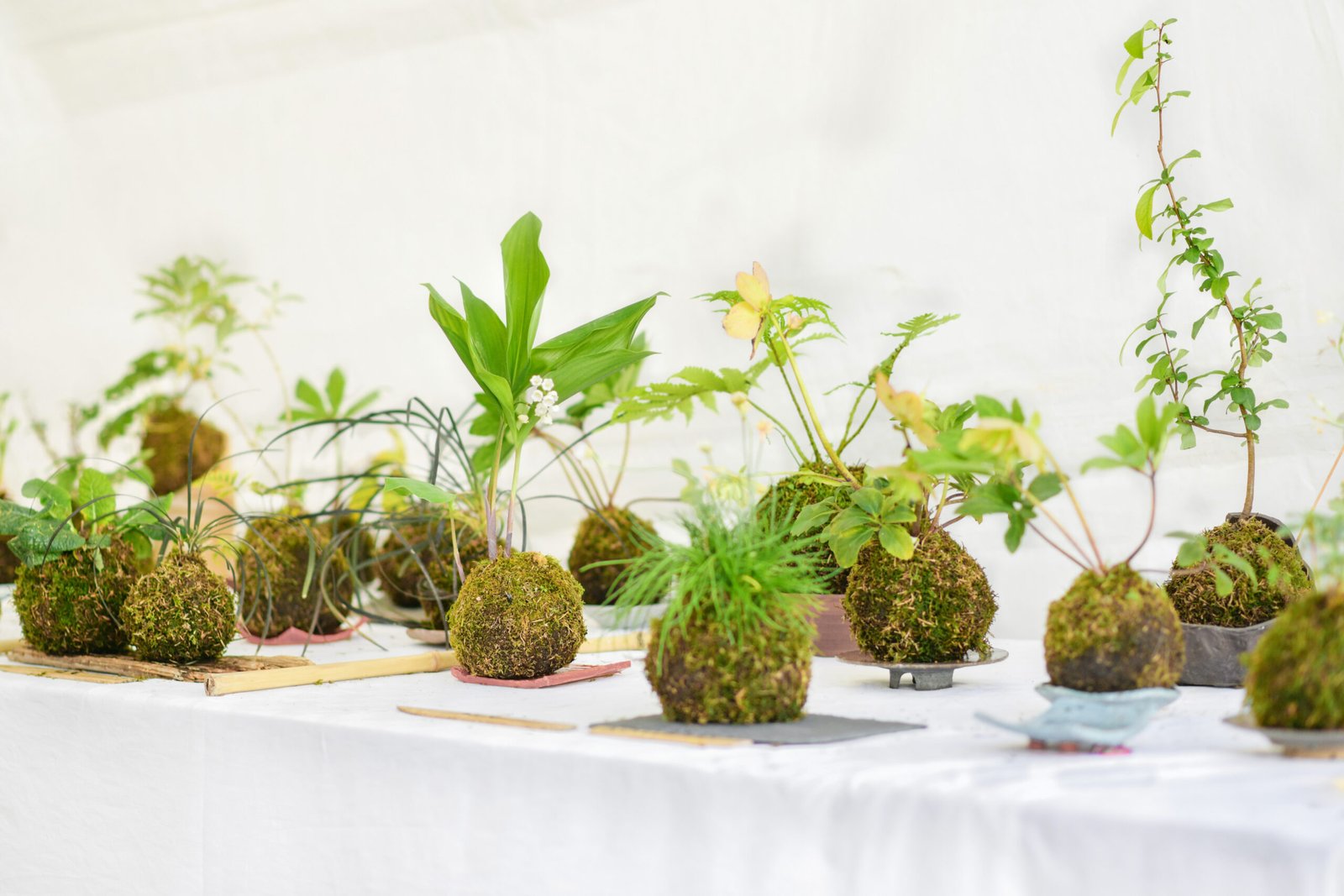 Bolas de Kokedama 